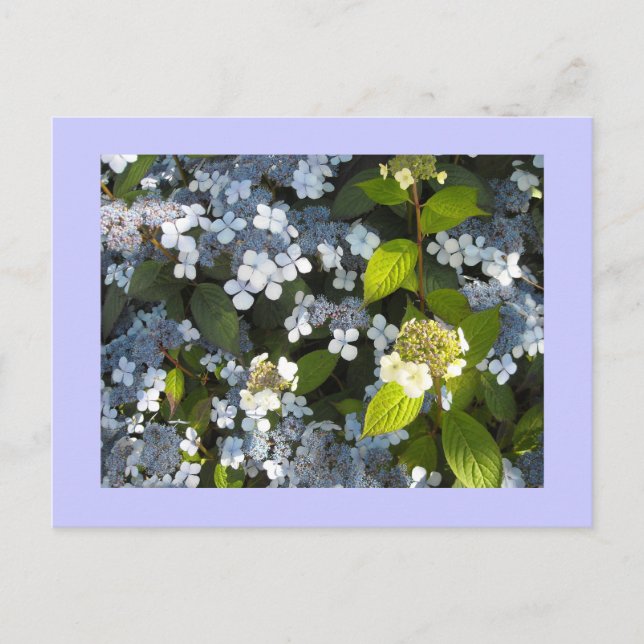 Peegee Hydrangea Postkarte (Vorderseite)
