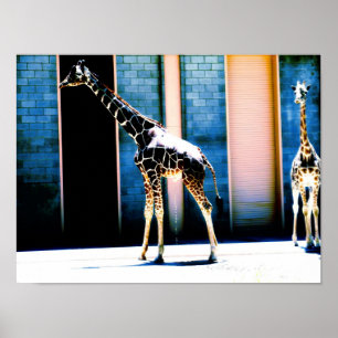 Peeing Giraffe Poster
