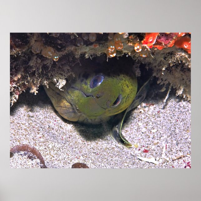 Peek a Boo Moray Poster (Vorne)