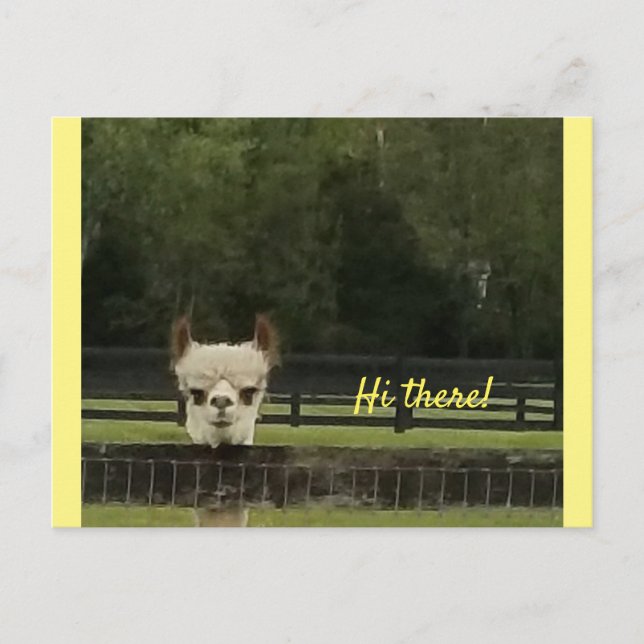 Peekaboo alpaca postkarte (Vorderseite)
