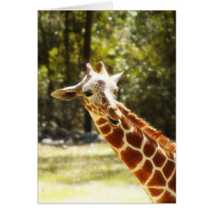 Peekaboo-Giraffe