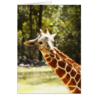 Peekaboo-Giraffe