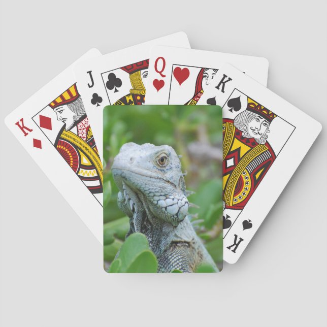 Peekaboo-Leguan Spielkarten (Rückseite)