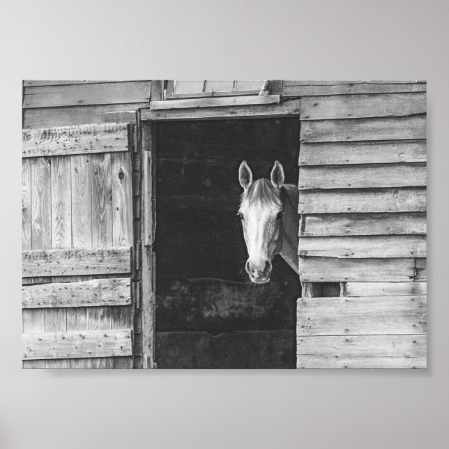 Peekaboo Pferd & Scheune Schwarz-Weiß Poster (Vorne)