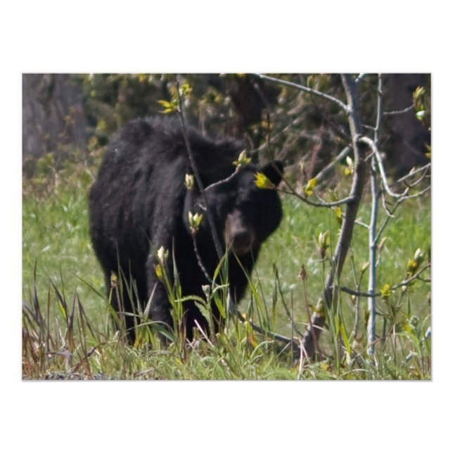 Peeking Bear Fotodruck (Vorne)