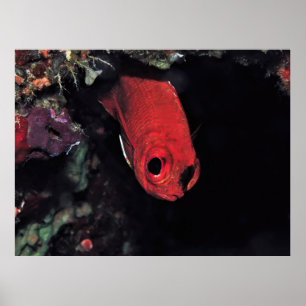 Peeking Cardinalfish Poster