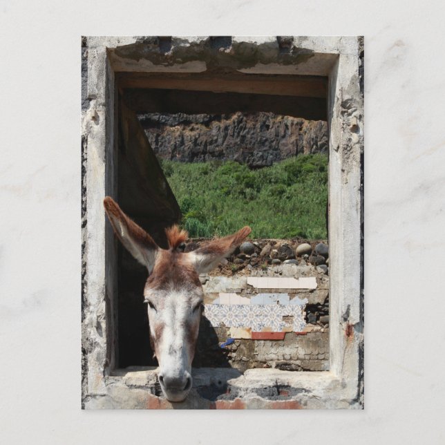 Peeking Esel Postkarte (Vorderseite)