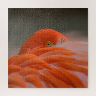 Peeking Flamingo