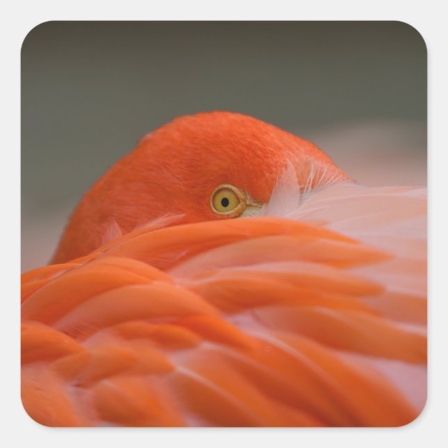 Peeking Flamingo Quadratischer Aufkleber (Vorderseite)