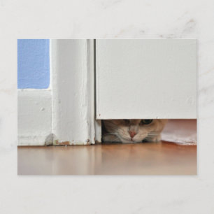 Peeking Kitty Postkarte