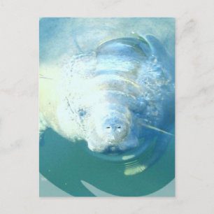 Peeking Manatee Postcard Postkarte