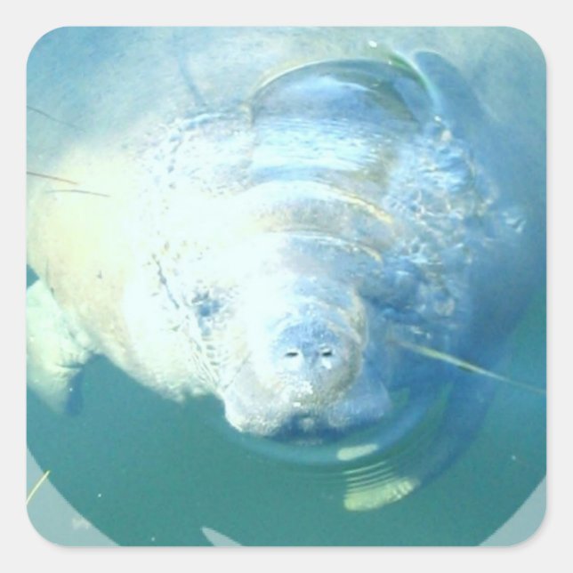 Peeking Manatee Sticker (Vorderseite)