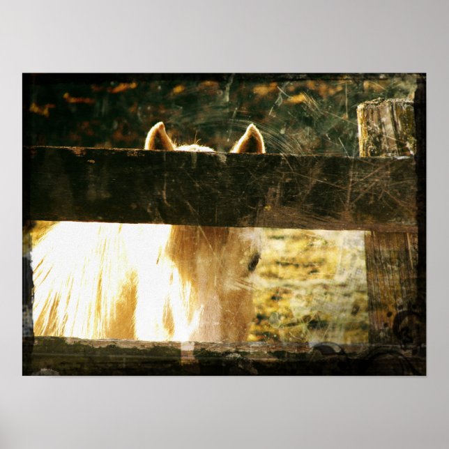 Peeking Palomino Poster (Vorne)