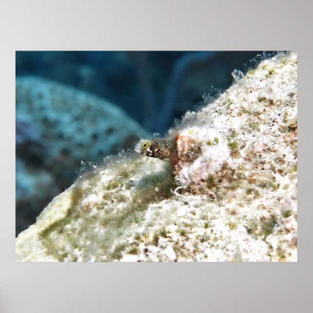 Peeking Secretary Blenny Poster (Vorne)