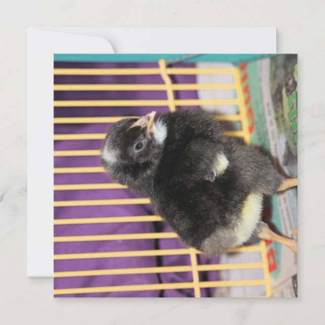 Peep Karte (Vorderseite)