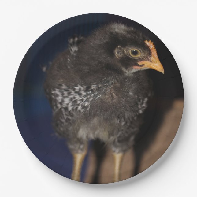 Peep Pappteller (Vorderseite)