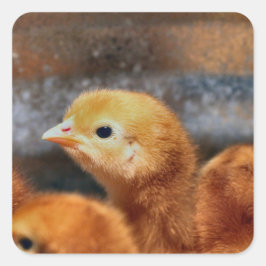 Peep Peep Quadratischer Aufkleber