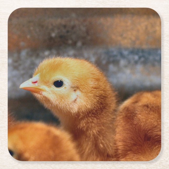 Peep Peep Rechteckiger Pappuntersetzer (Vorderseite)