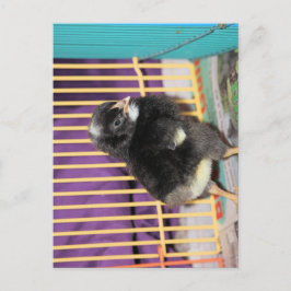 Peep Postkarte