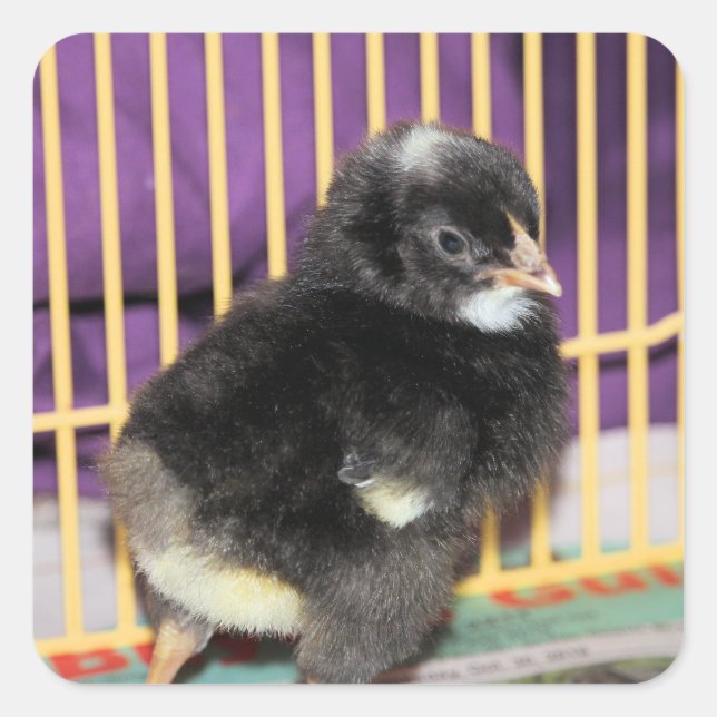 Peep Quadratischer Aufkleber (Vorderseite)