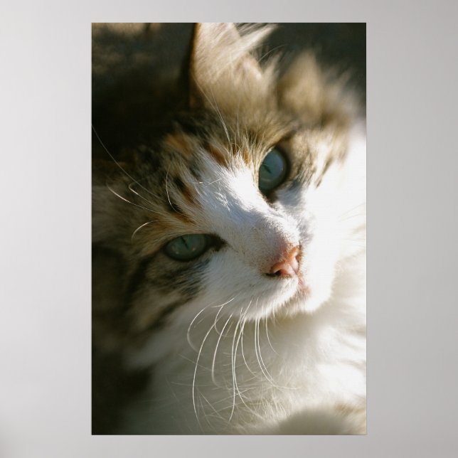 Peep the Calico Tiger Cat Poster (Vorne)