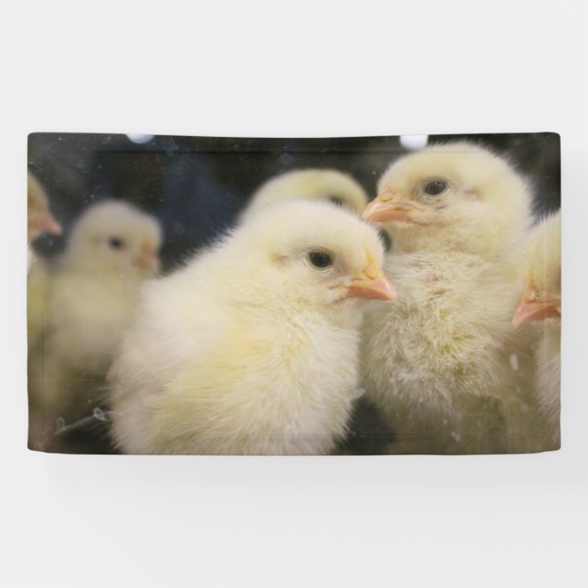 Peeps Banner (Horizontal)