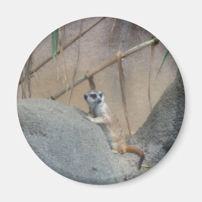 Peerkat Meerkat Magnet (Vorne)