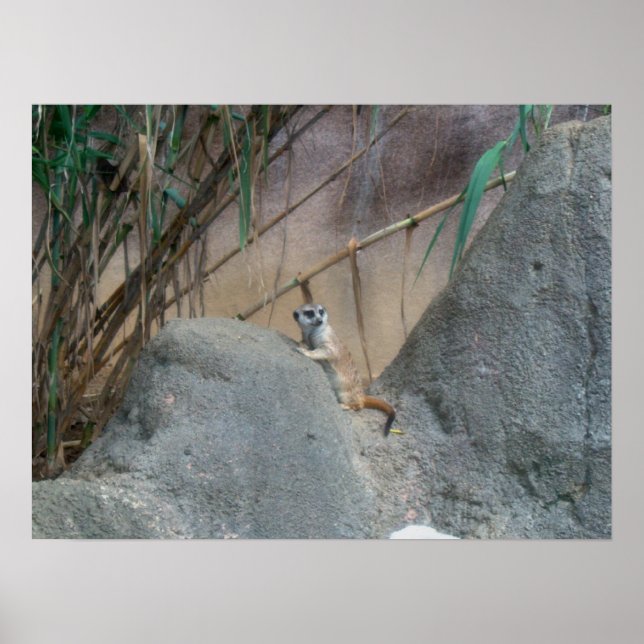 Peerkat Meerkat Poster (Vorne)