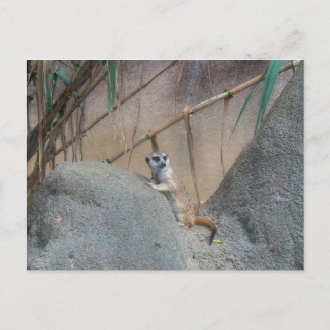 Peerkat Meerkat Postkarte (Vorderseite)