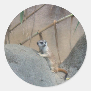 Peerkat Meerkat Runder Aufkleber