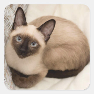 Pegatina de gato siamés quadratischer aufkleber