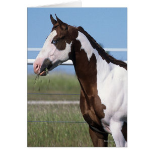 Peignez la position de cheval