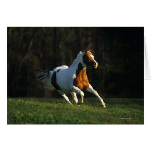 Peignez le cheval fonctionnant rapidement