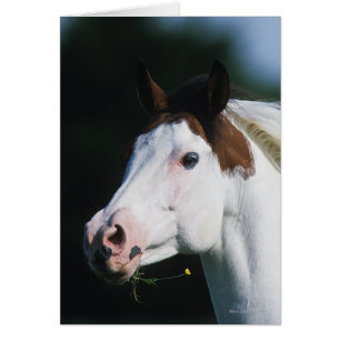 Peignez le Headshot 3 de cheval