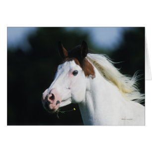 Peignez le Headshot 3 de cheval