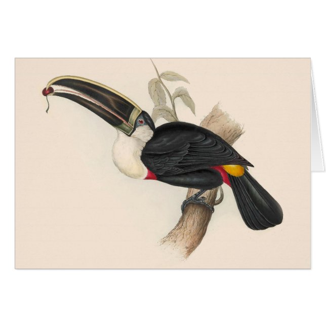 Peinture animalière d'antiquités Toucans (Devant horizontal)