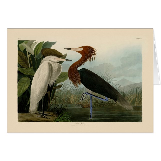 Peinture de la faune d'Audubon Heron violet (Devant horizontal)