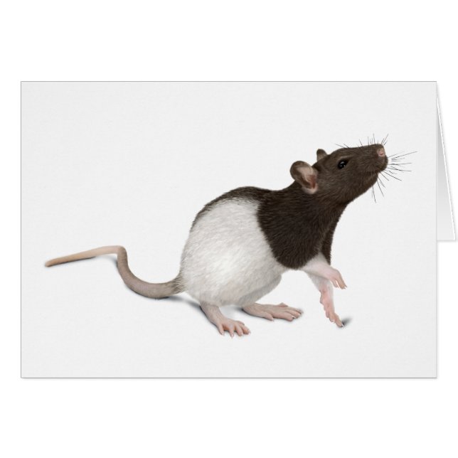 Peinture de rat pour animaux (Devant horizontal)