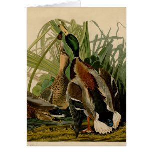 Peinture d'oiseaux de Mallard Duck Audubon