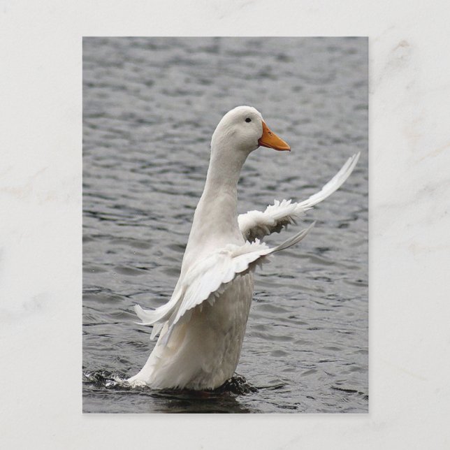 Pekin Duck Foto Postkarte (Vorderseite)