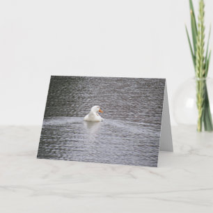Pekin Duck schwimmt Grußkarte Karte