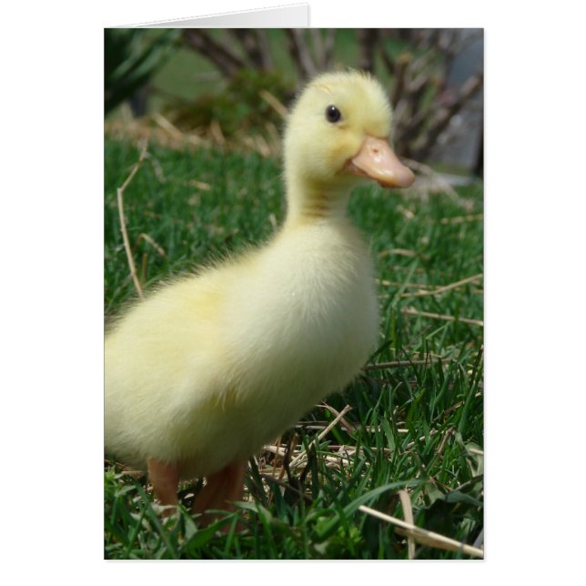Pekin Duckling (Vorne)