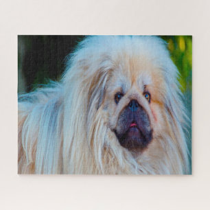 Pekinese-Hund.