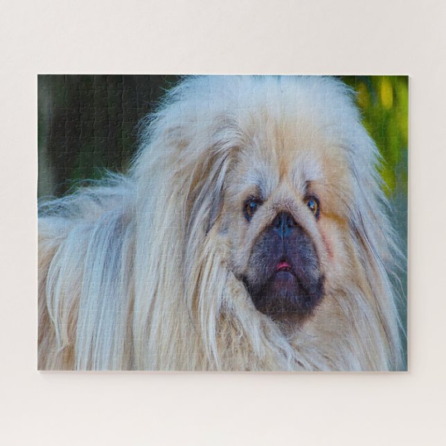 Pekinese Hund. (Horizontal)