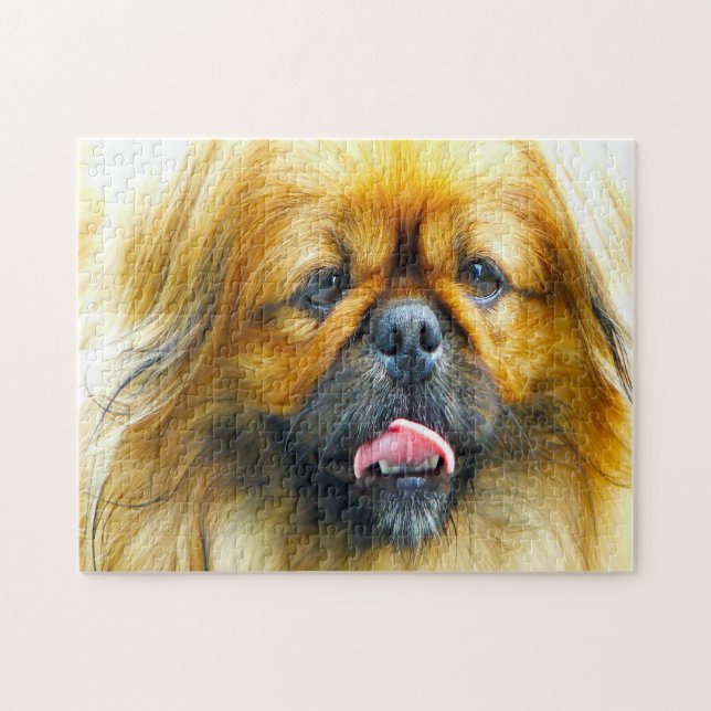 Pekinese Hund. (Horizontal)
