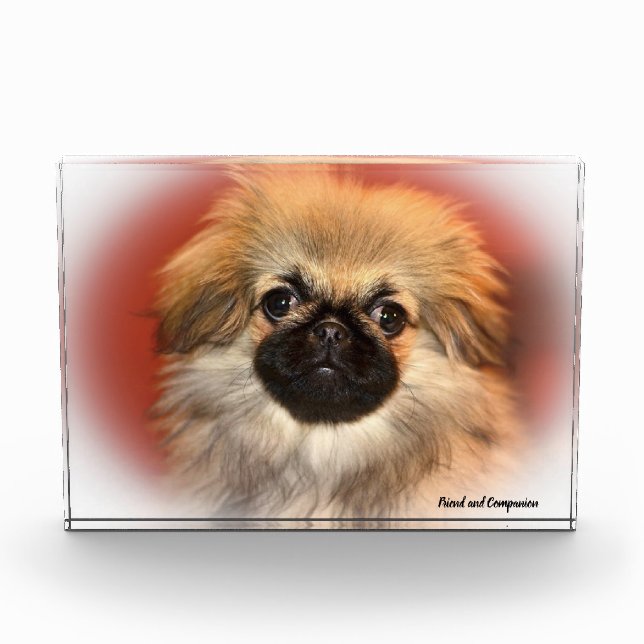 Pekinese Hund. Fotoblock (Vorderseite)