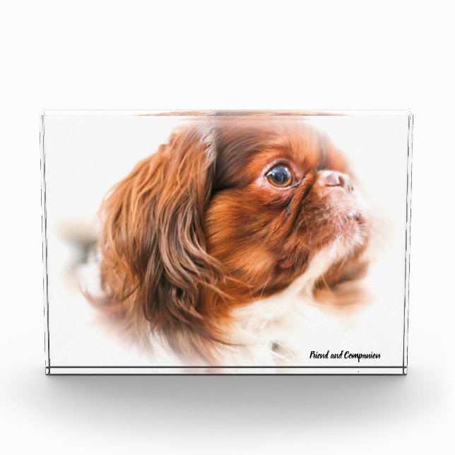 Pekinese Hund. Fotoblock (Vorderseite)