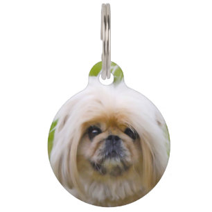 Pekinese Hund. Haustiermarke