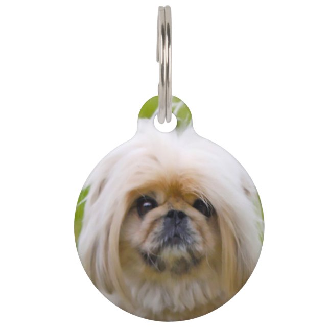 Pekinese Hund. Haustiermarke (Vorderseite)