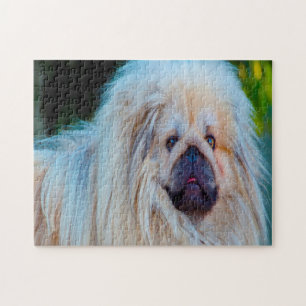 Pekineser Hund.
